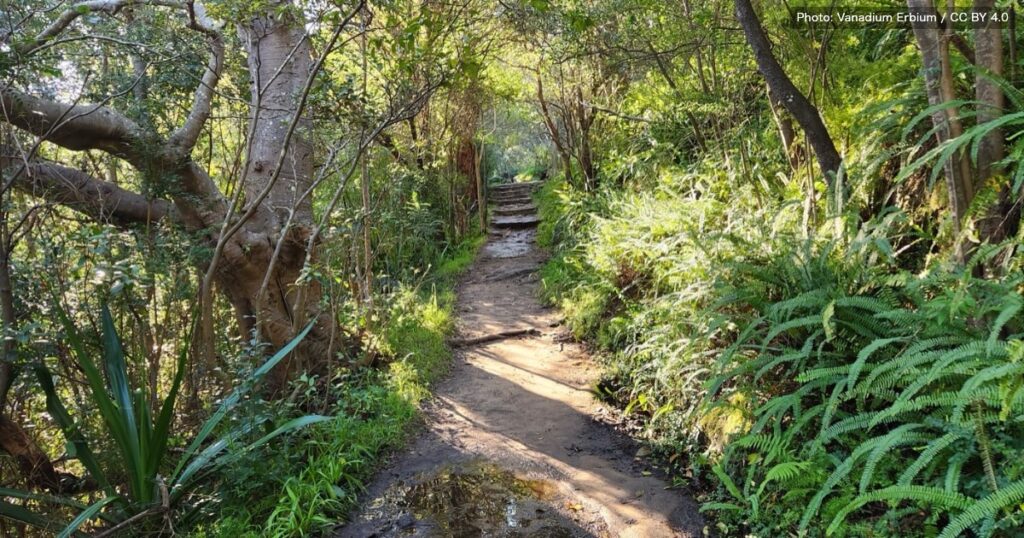 湿った樹林帯の登山道。シダが茂り、ぬかるみと水たまりが残っている