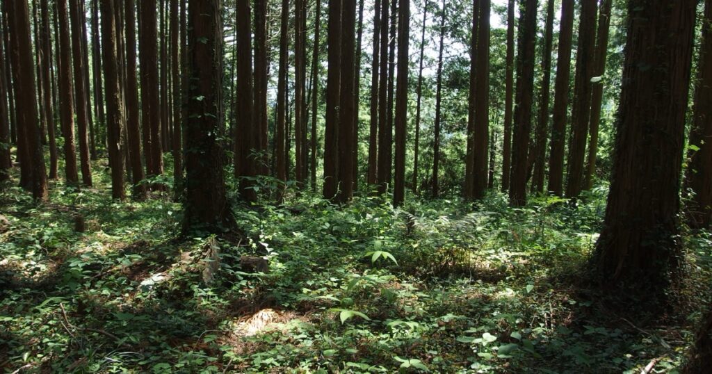ヌカカが出やすい、湿った樹林帯の林床