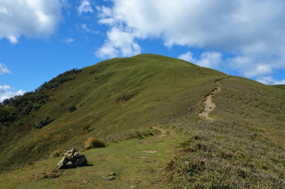 竜ヶ岳の山頂直下。笹におおわれた明るい稜線の登山道