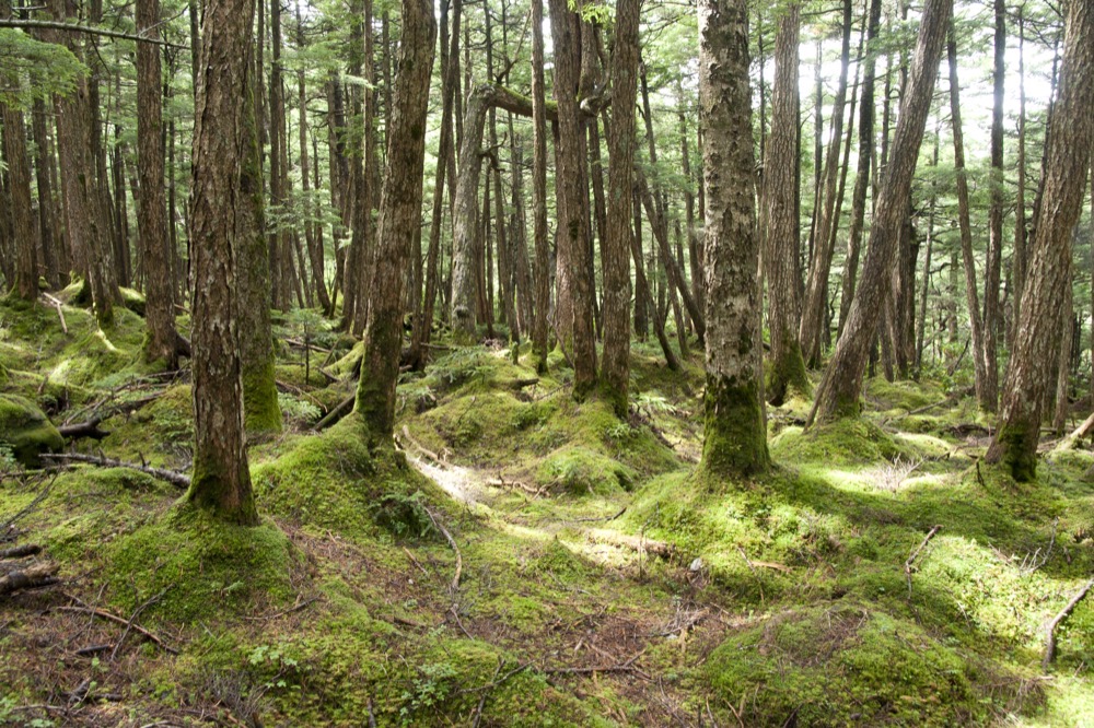 八ヶ岳の苔におおわれた樹林帯。針葉樹の間に細い登山道が続く