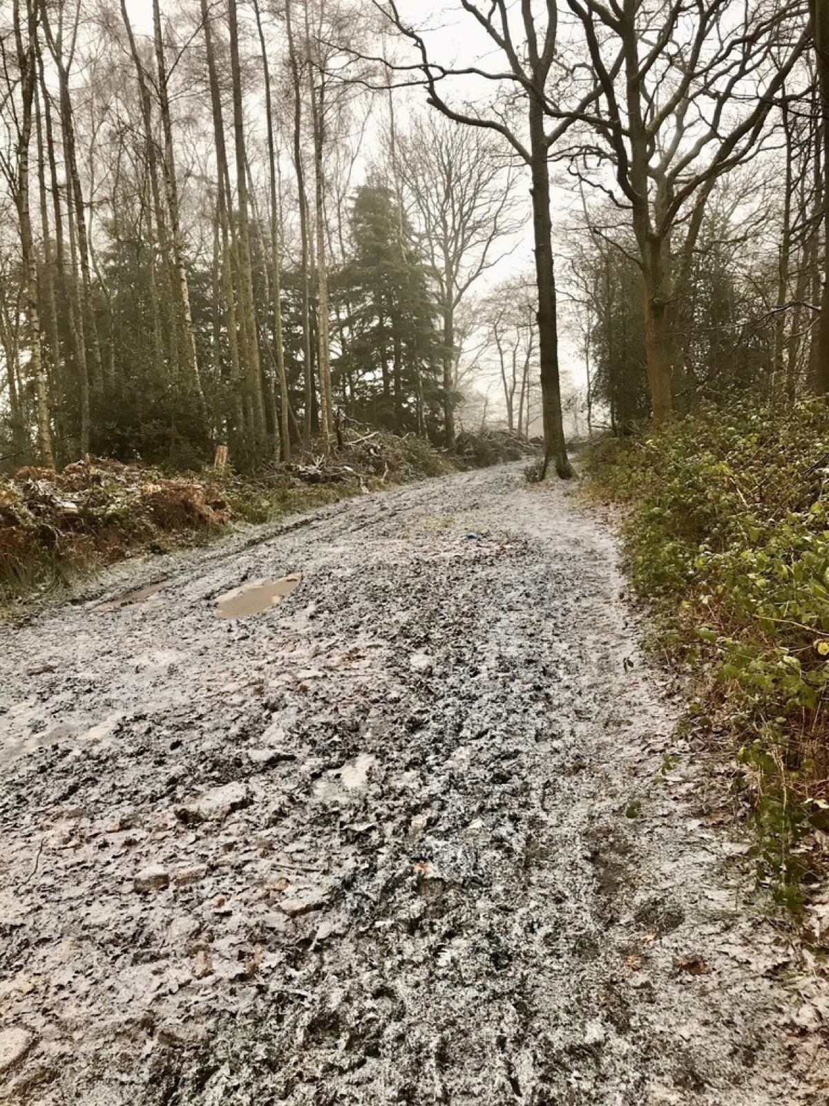 霜で白くうっすらと覆われた林間の道。日陰の登山道では、こうした軽い凍結が残ることがある