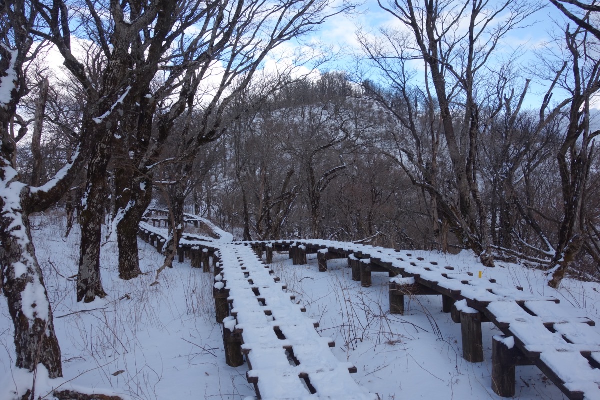 丹沢・大室山の山頂直下、雪が積もった木道の登山道。周囲は落葉した木立