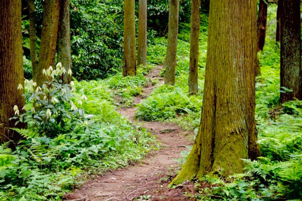 シダやスギの下草が登山道にせり出す、湿った樹林帯の登山道