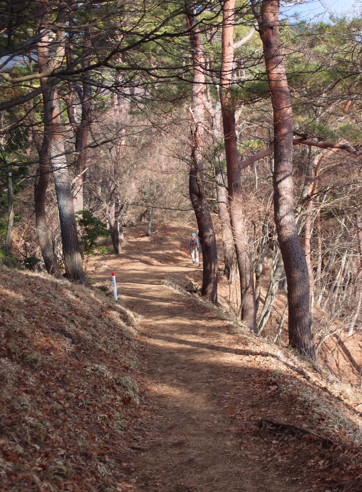 樹林帯の登山道を歩く登山者