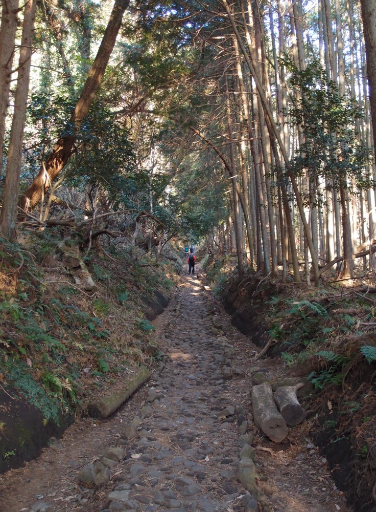 樹林帯の石畳の登山道を歩く登山者