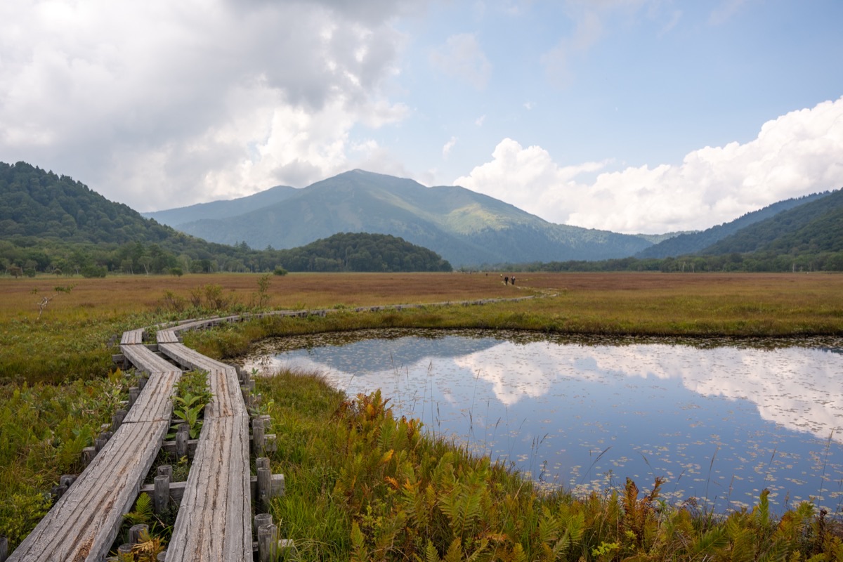尾瀬の湿原を通る木道。脇に池塘（水たまり）が見える