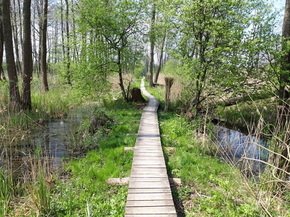 湿地に木道がかかる樹林帯の登山道。両側に緑が生い茂っている